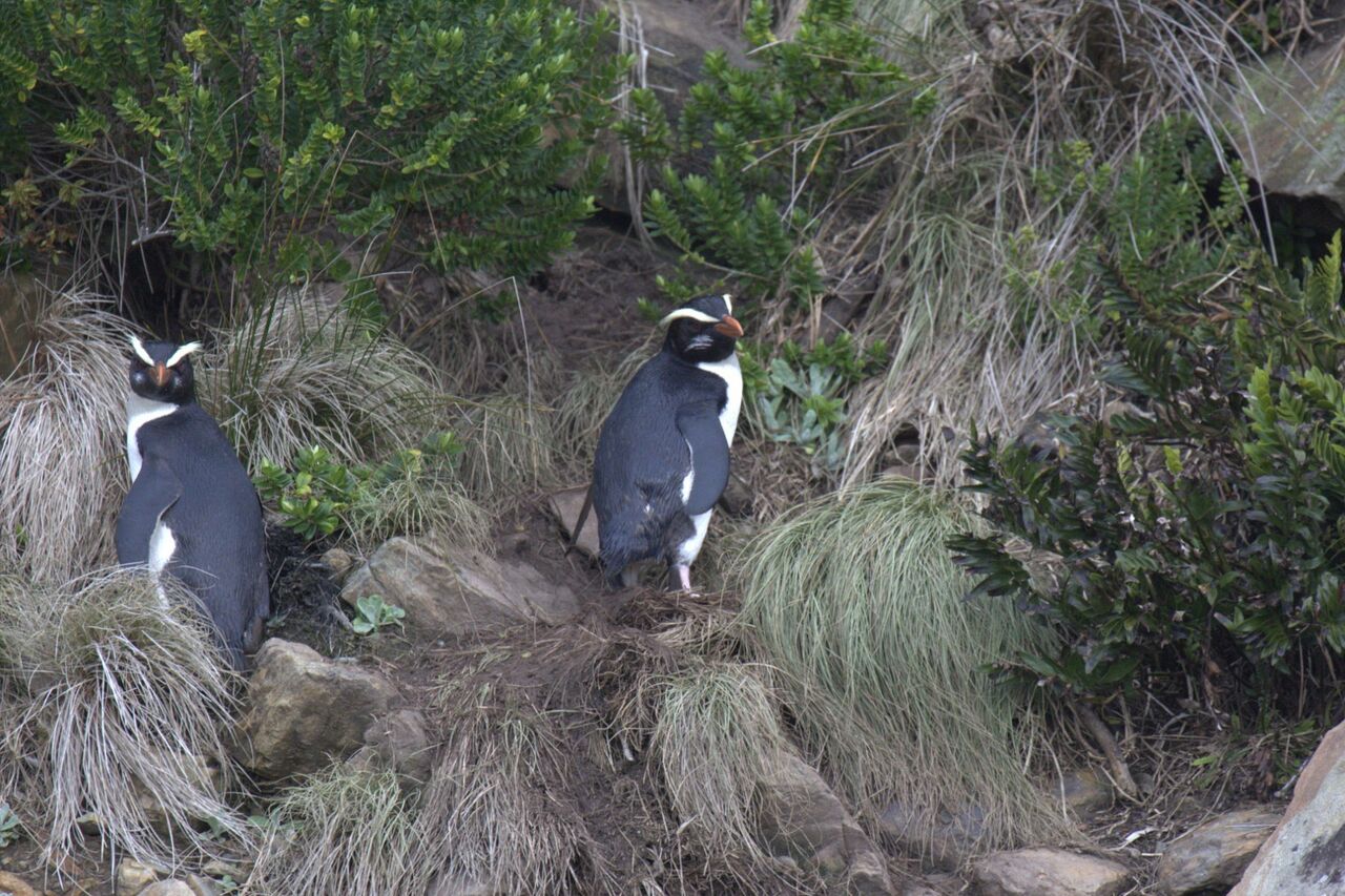 Fiordland Crested Penguin
