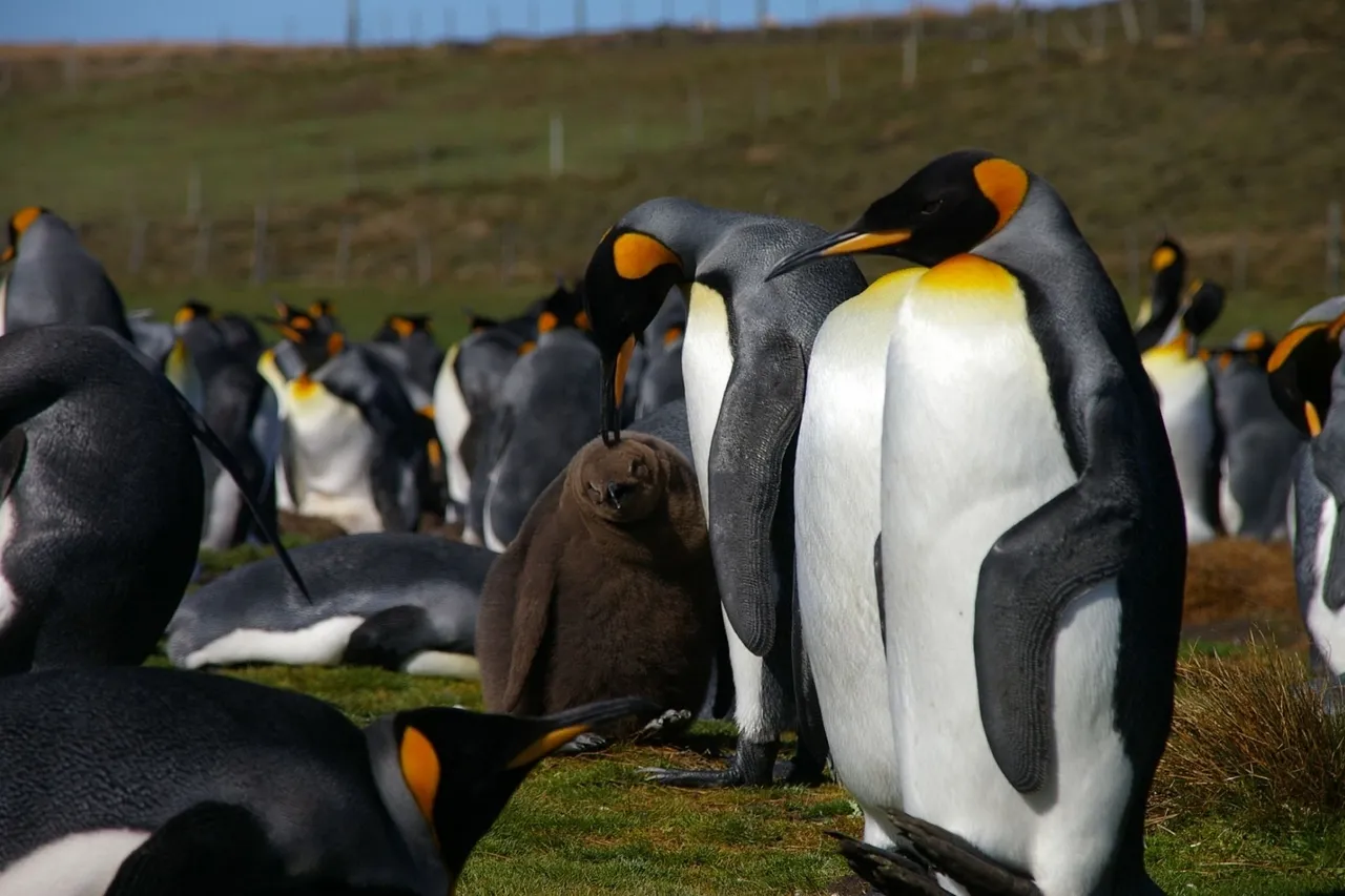 Falkland Islands Penguins 47