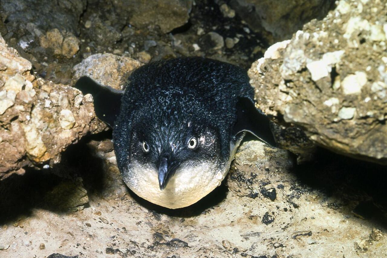 North Island Little Penguin