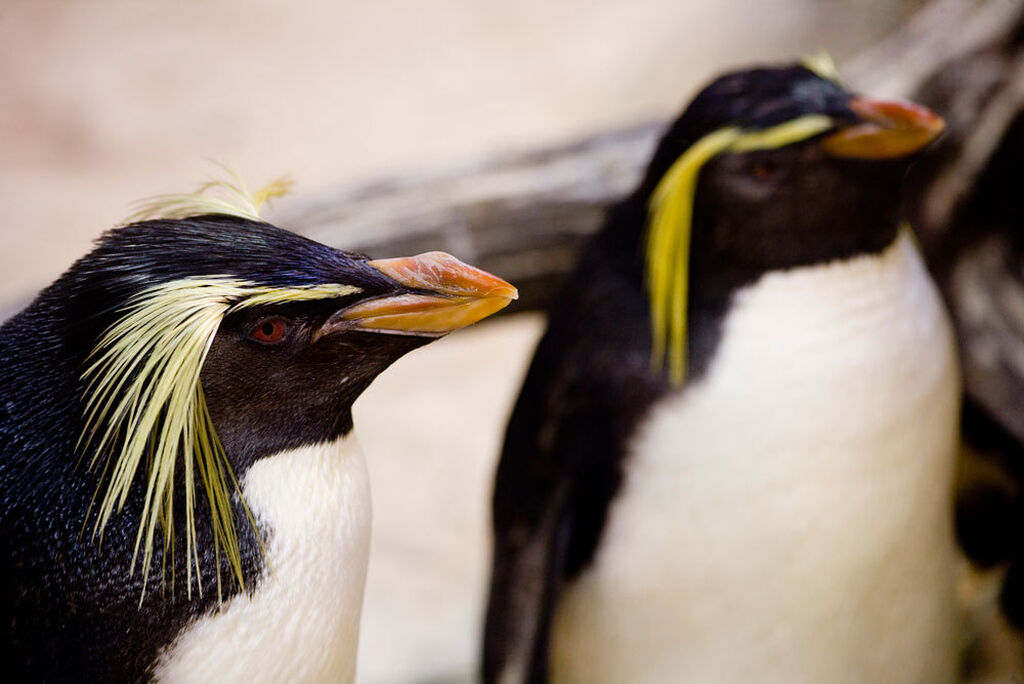Two Oceans Aquarium | Northern rockhopper penguin