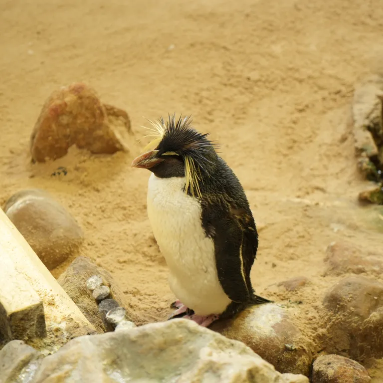 Penguin Exhibit