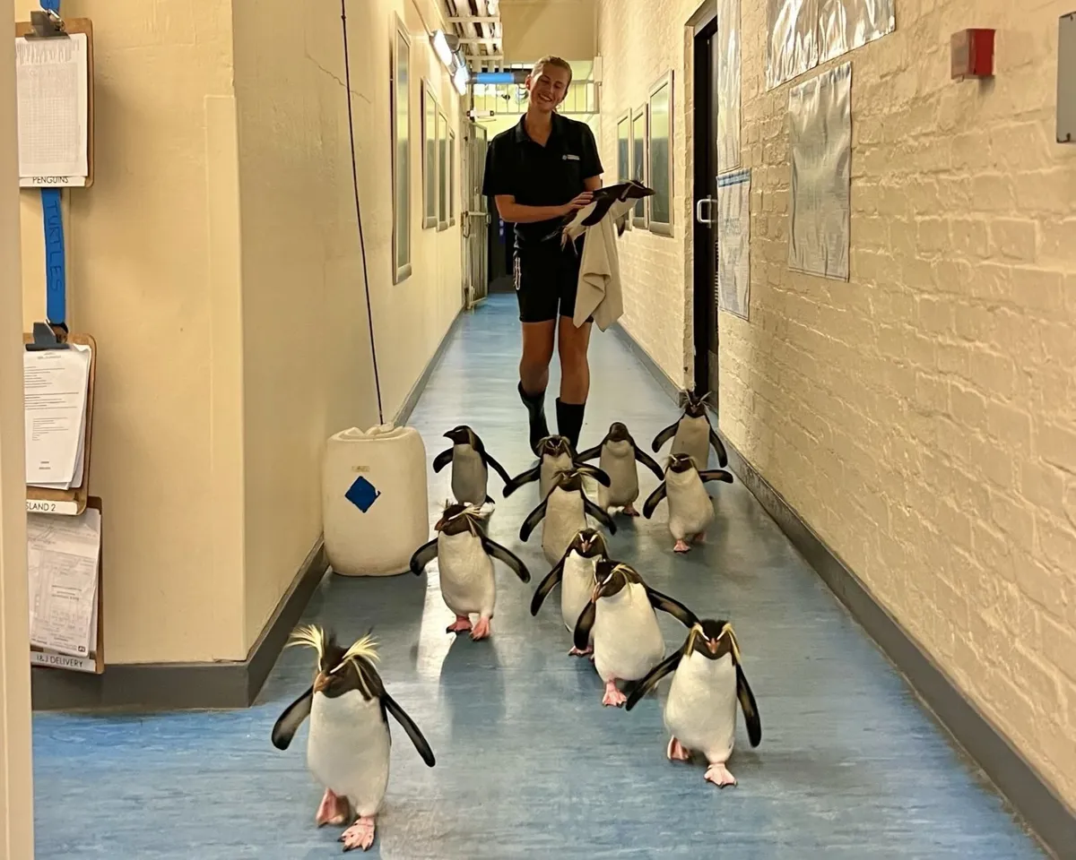 A day in the life of a penguin keeper