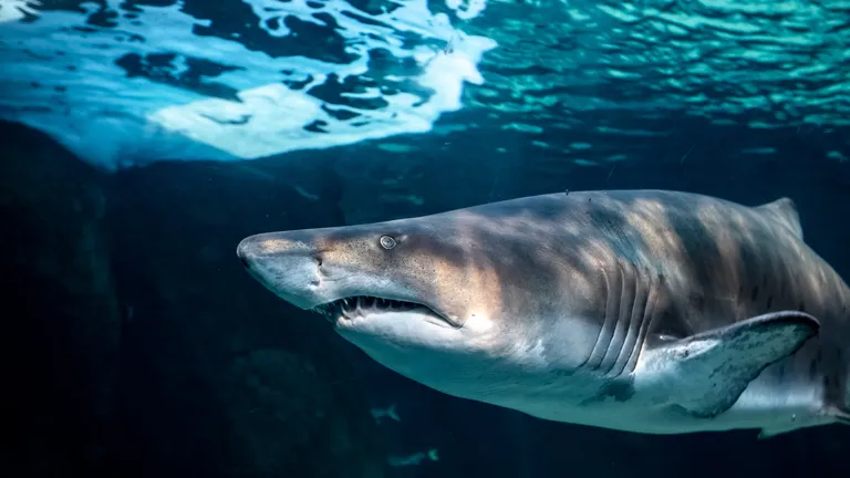 Shark Ex Cover