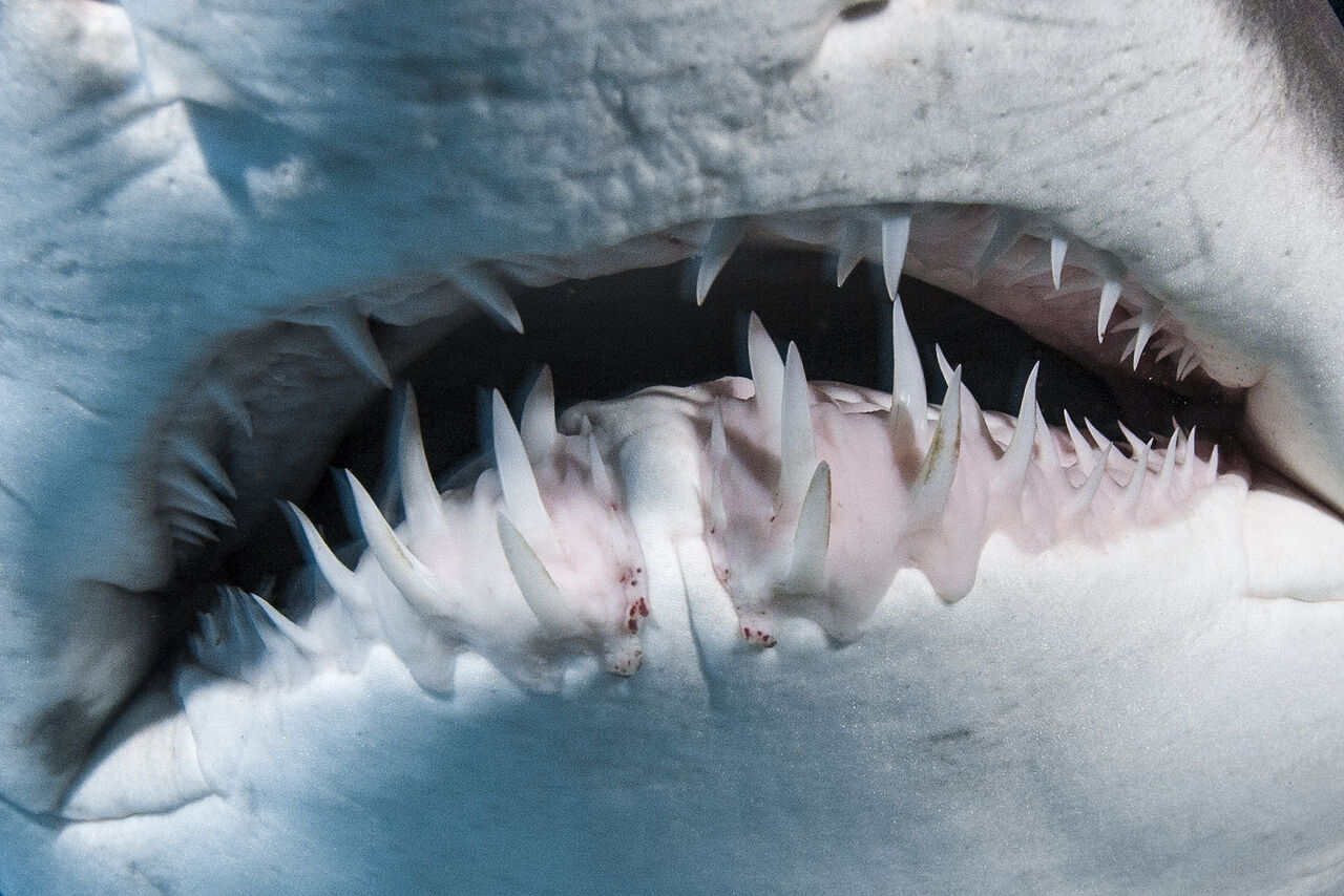 Can you judge a shark by its smile?