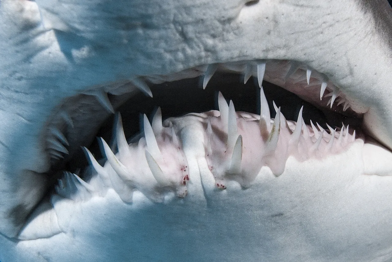 Can you judge a shark by its smile?