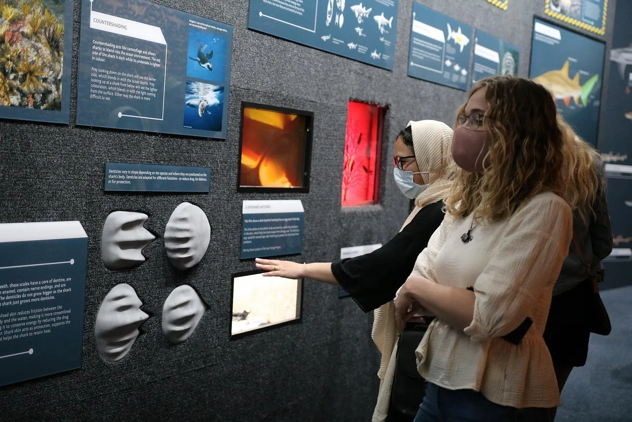 Shark alley: a brand new exhibit in partnership with the save our seas foundation