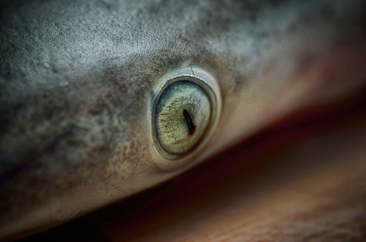 The oddest eyes in the ocean