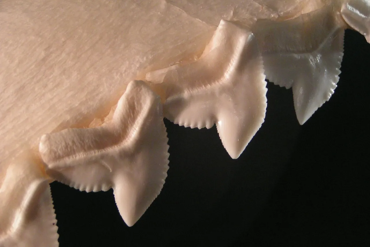 Tiger shark teeth