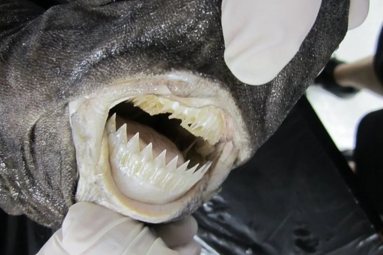 8493638644 5fda2126d4 o 1