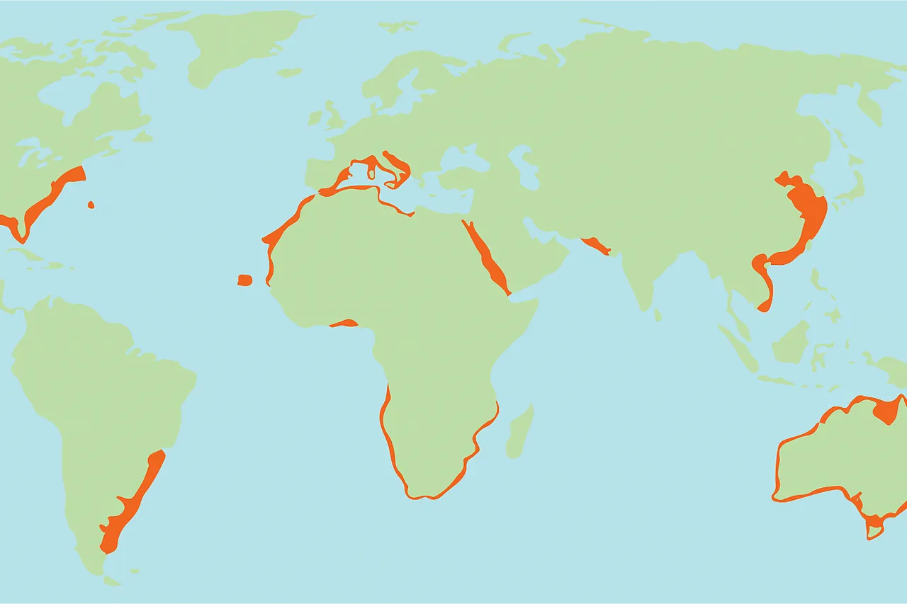 Ragged Tooth Shark Range