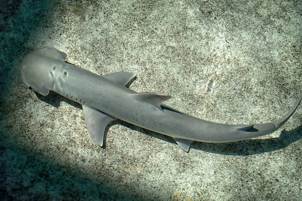 Bonnethead shark Aquarium of the Pacific