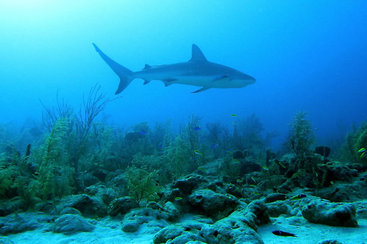 8652718431 41d4bf101c b