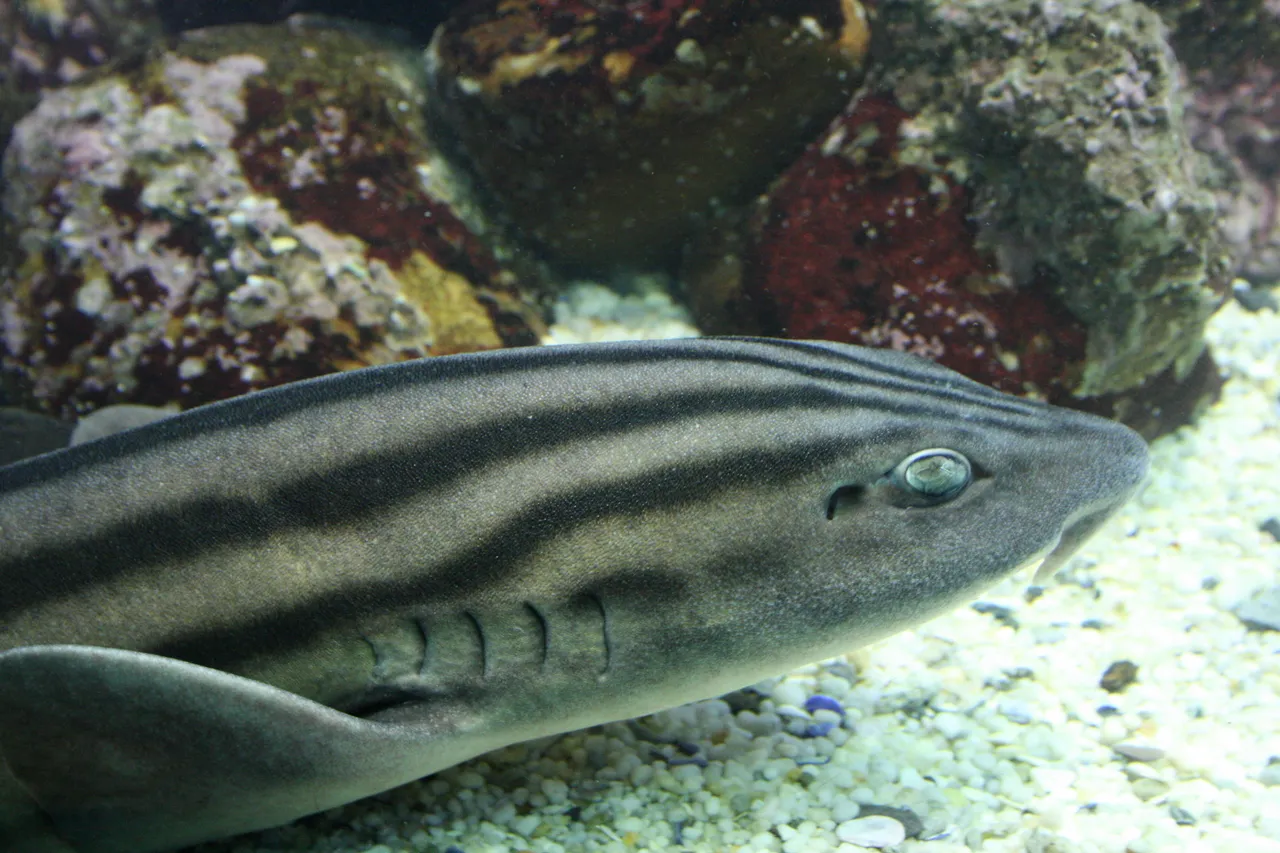 Pyjama shark by Dagny Warmerdam