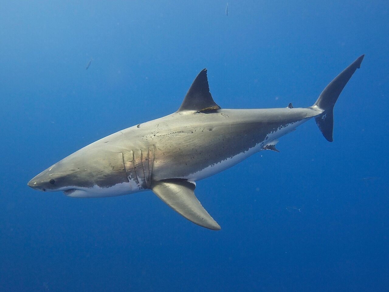 How many types of shark live in south africa's ocean? the list is longer and stranger than you may t
