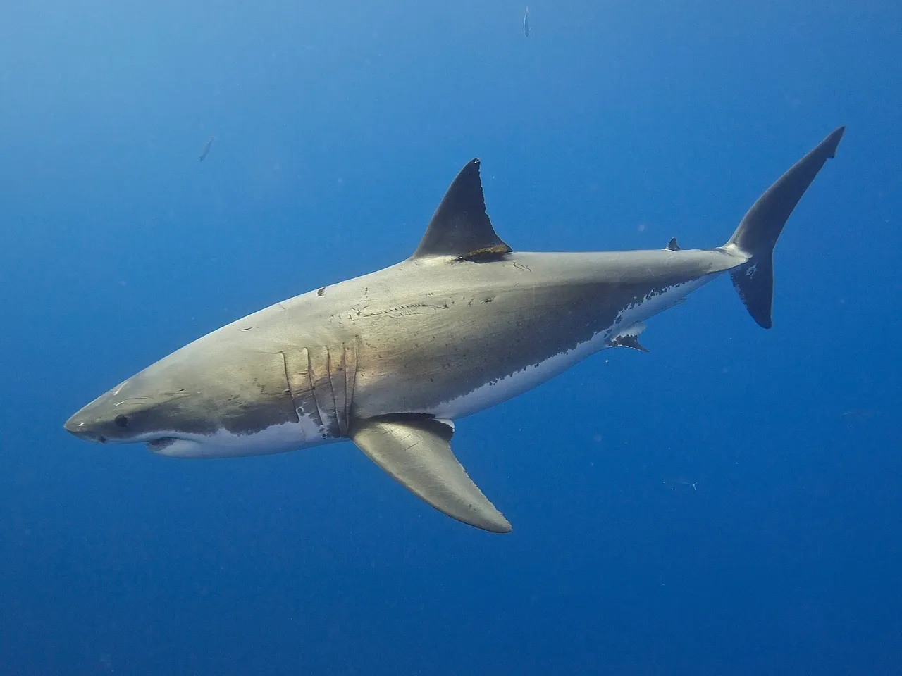 How many types of shark live in south africa's ocean? the list is longer and stranger than you may t