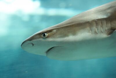 Two Oceans Aquarium | How do sharks smell?