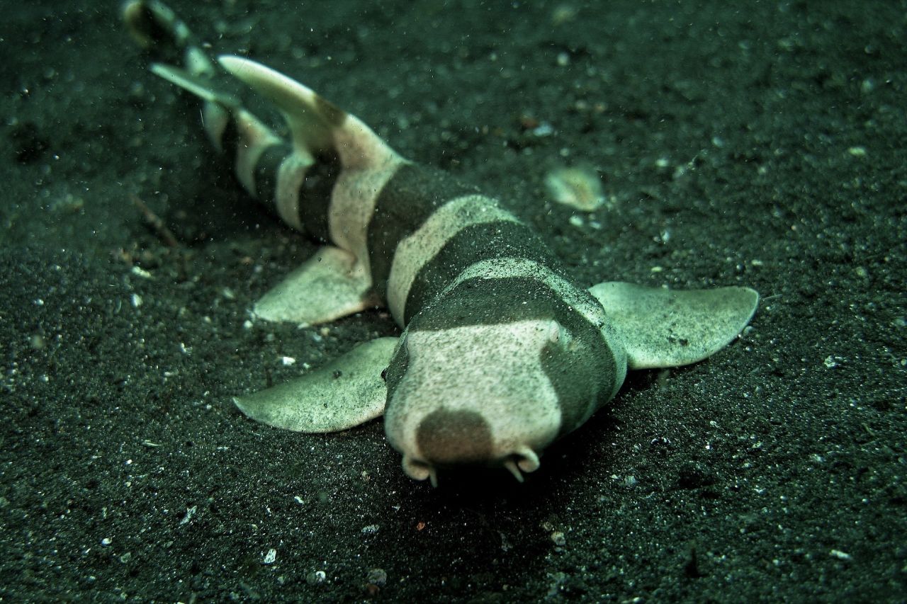Bamboo Shark