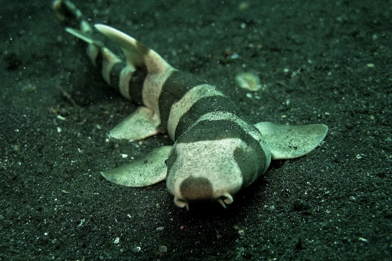 Bamboo Shark