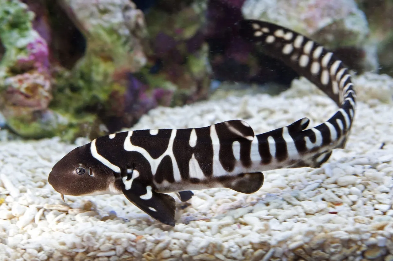 Zebra Shark Baby