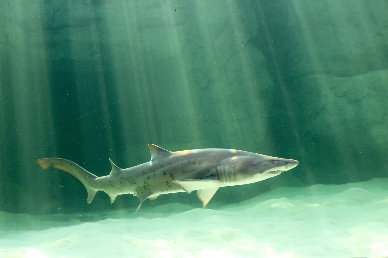 Aquarium sharks 2017531