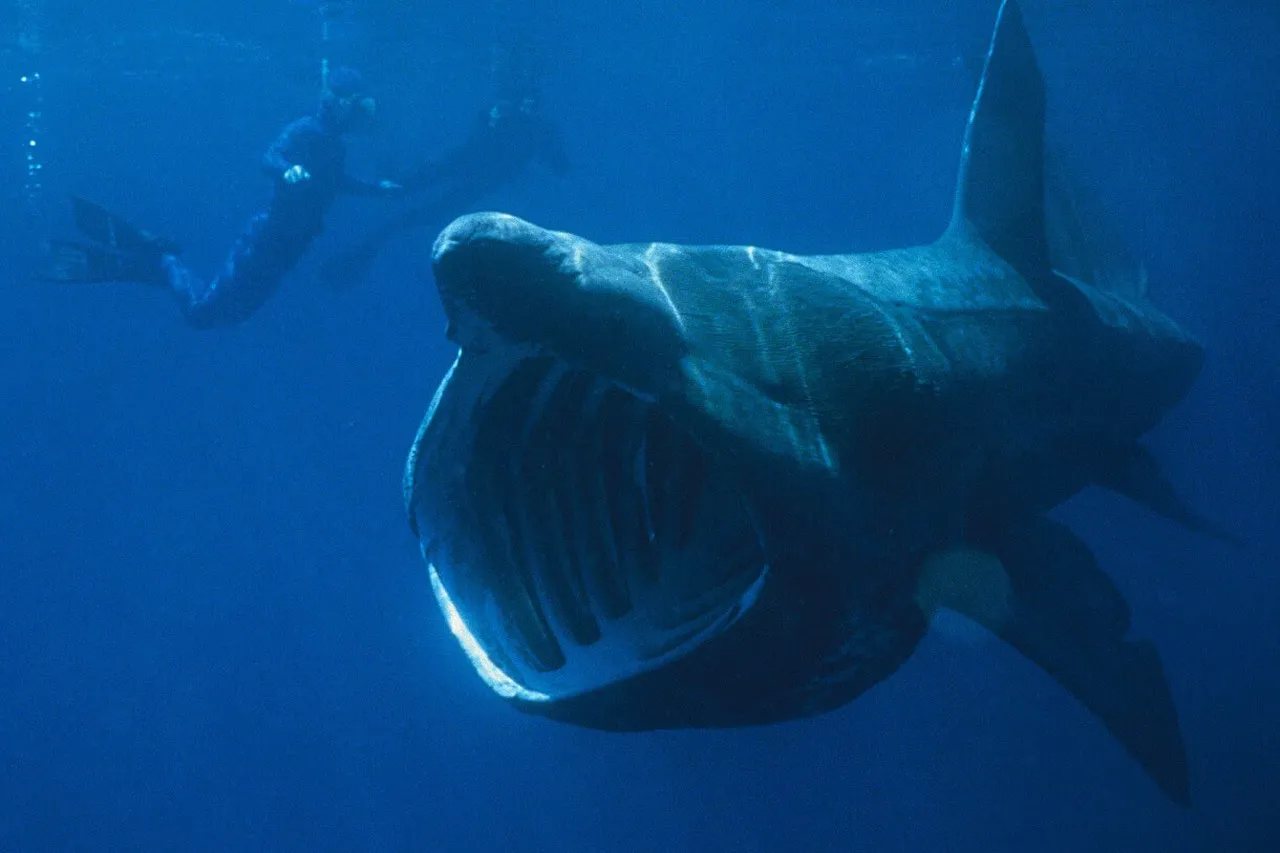 Basking Shark
