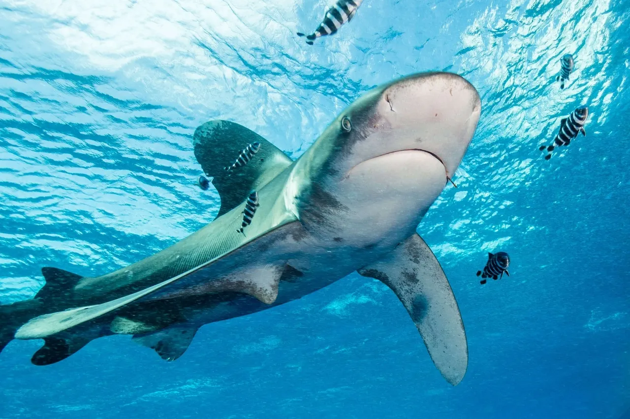Oceanic whitetip shark at Elphinstone Reef