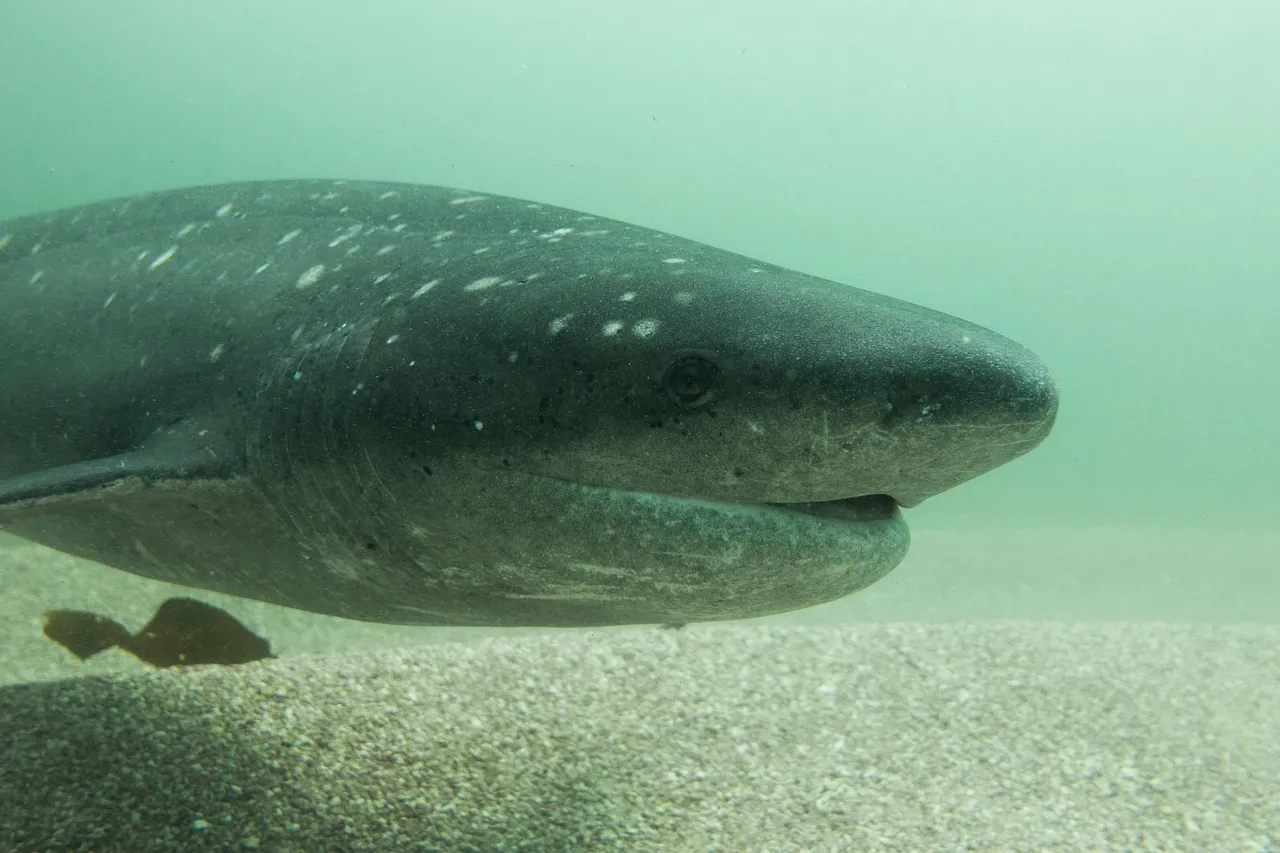 170121 Sevengill 02 DSC0627 1