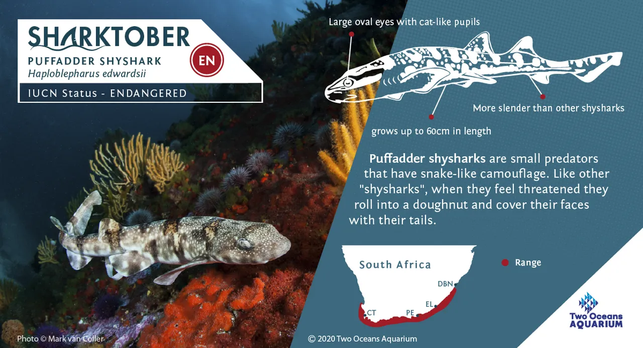 Sharktober Puffadder shyshark 08