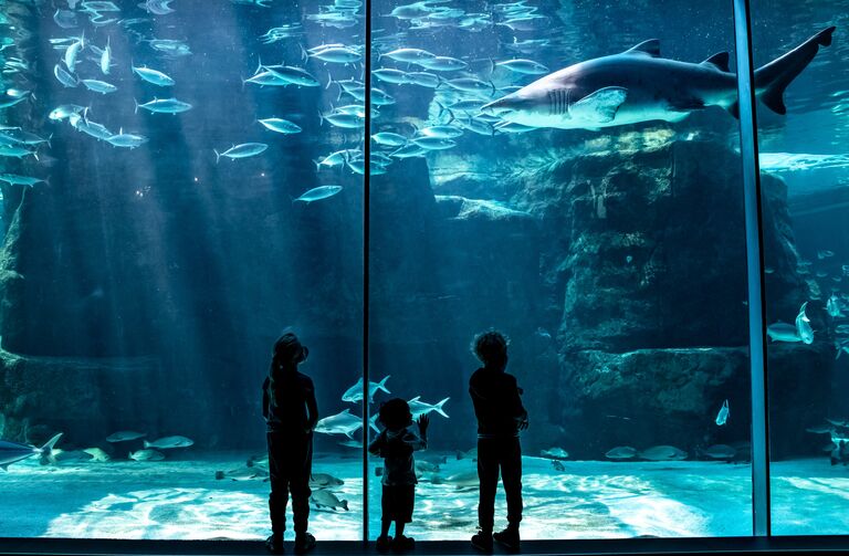 Shark Exhibit