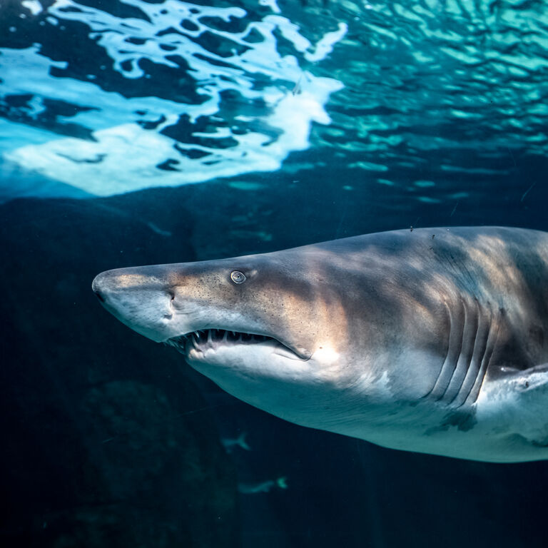 Shark Exhibit