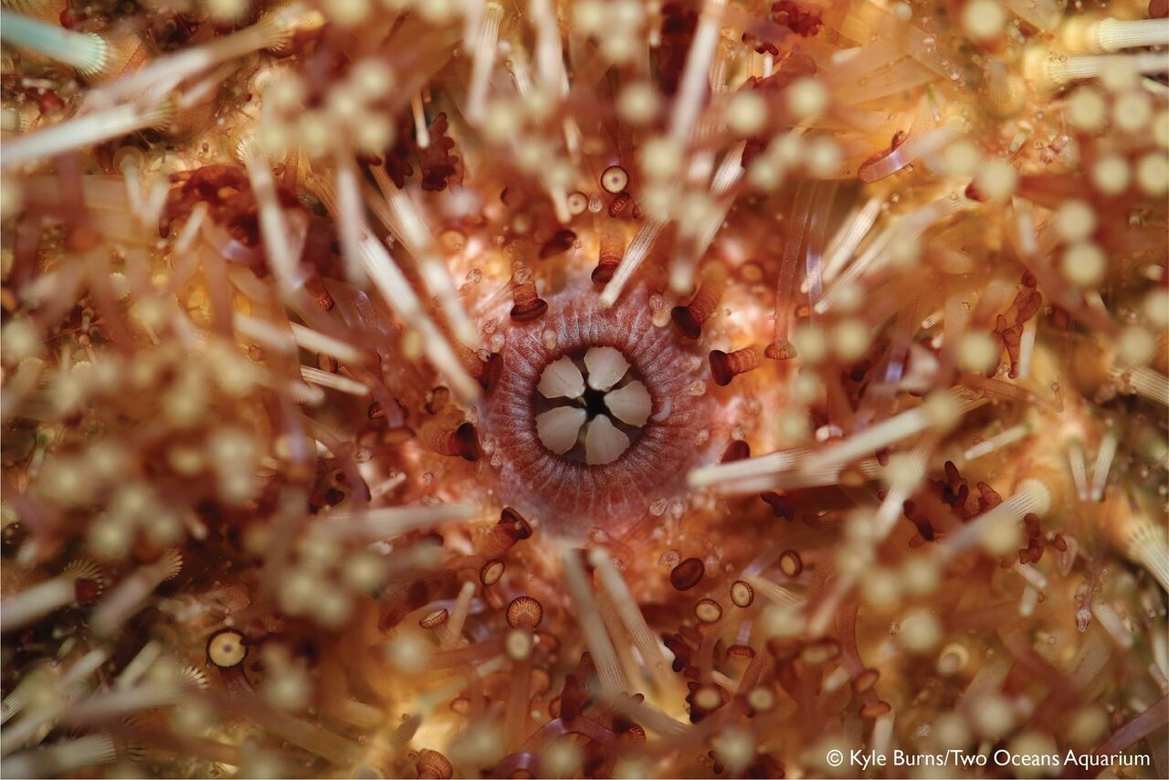 Microscopic marvel: a very close look at sea urchins