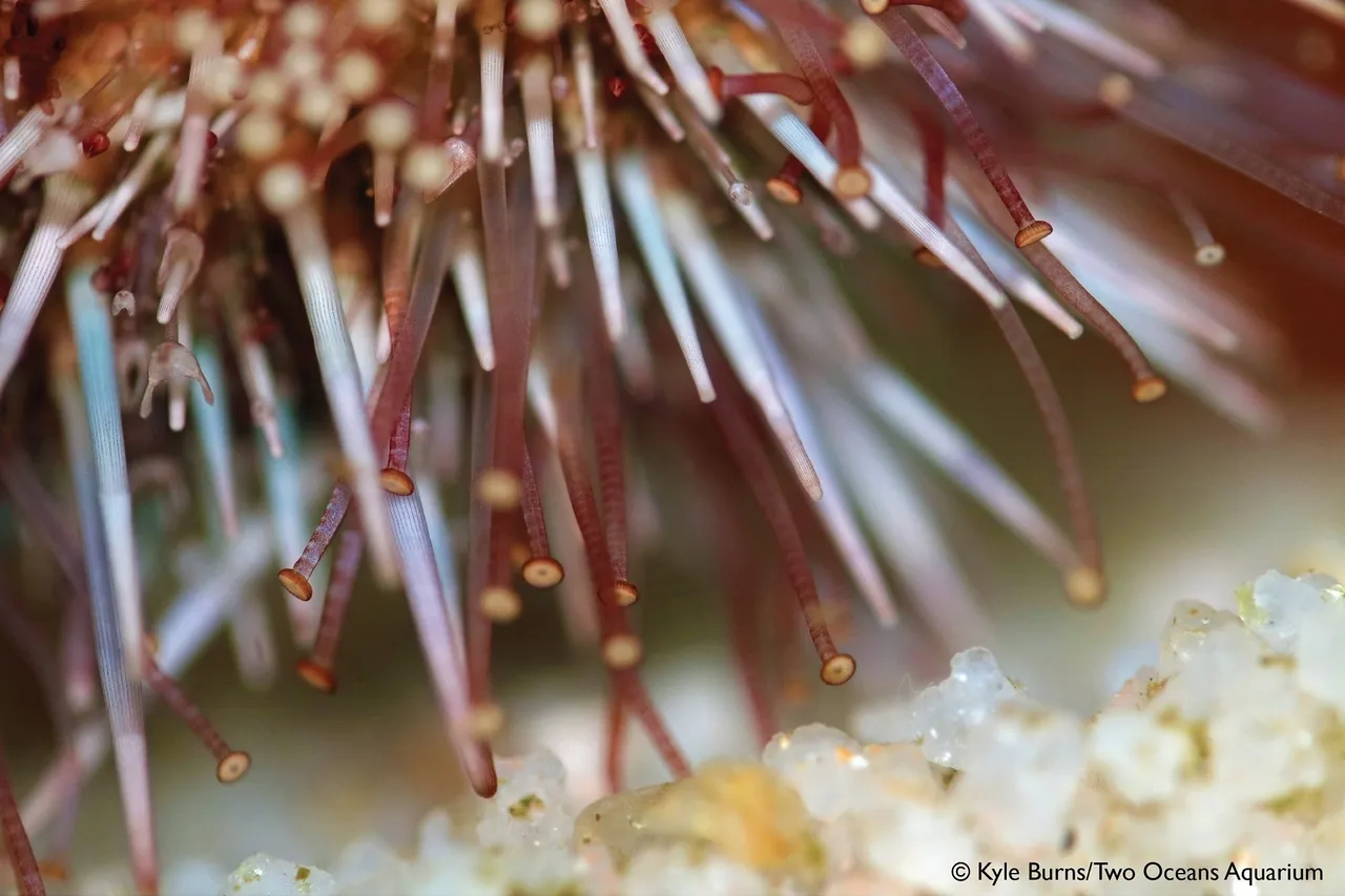 Closeup urchin kburns 7