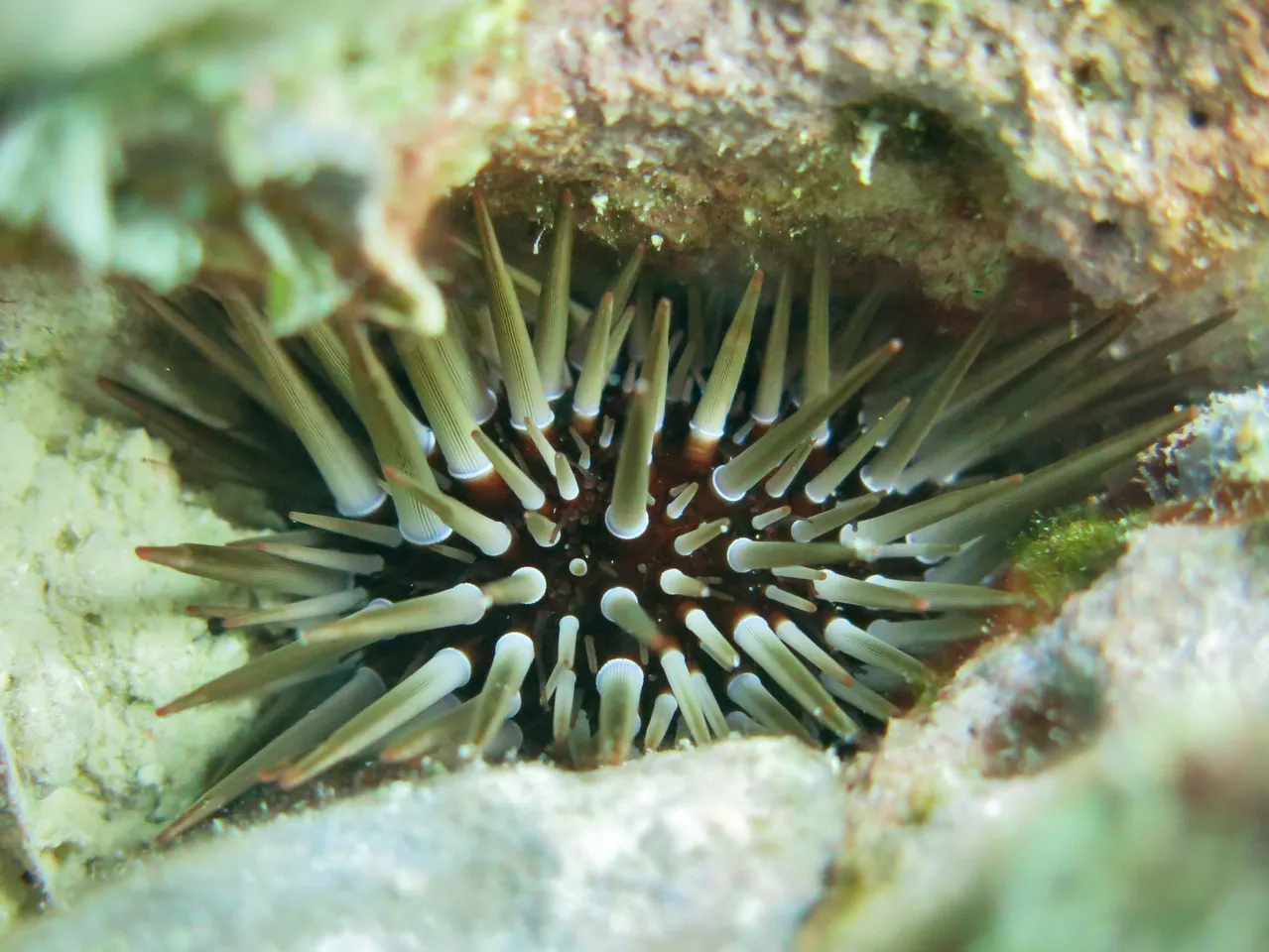 Oval urchin