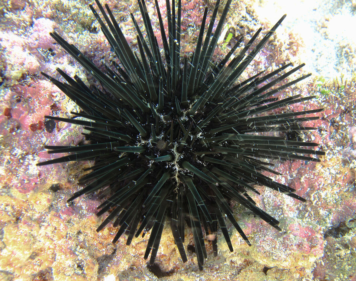 Pot-hole urchin