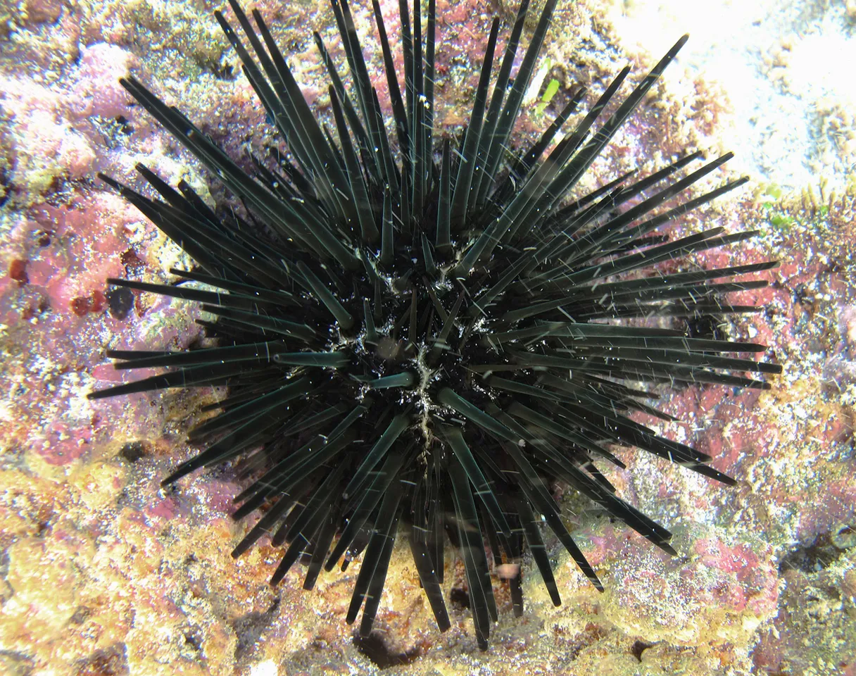 Pot-hole urchin
