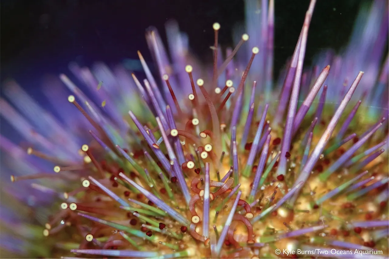 Closeup urchin kburns 2
