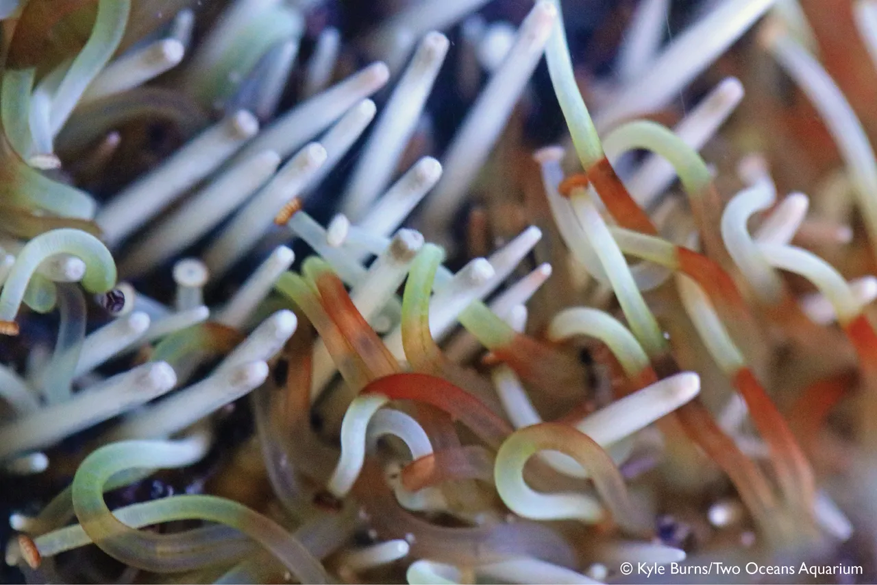 Closeup urchin kburns 1