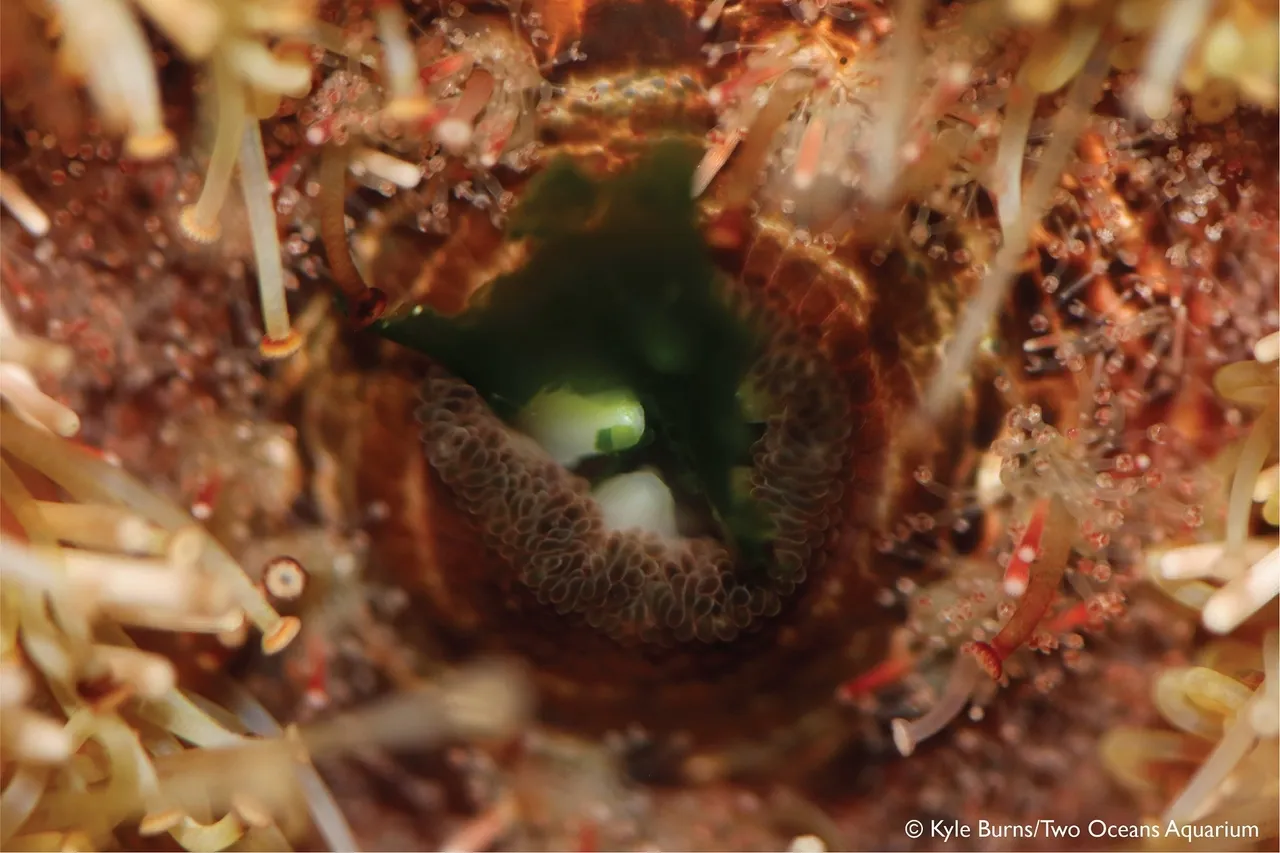 Closeup urchin kburns 8