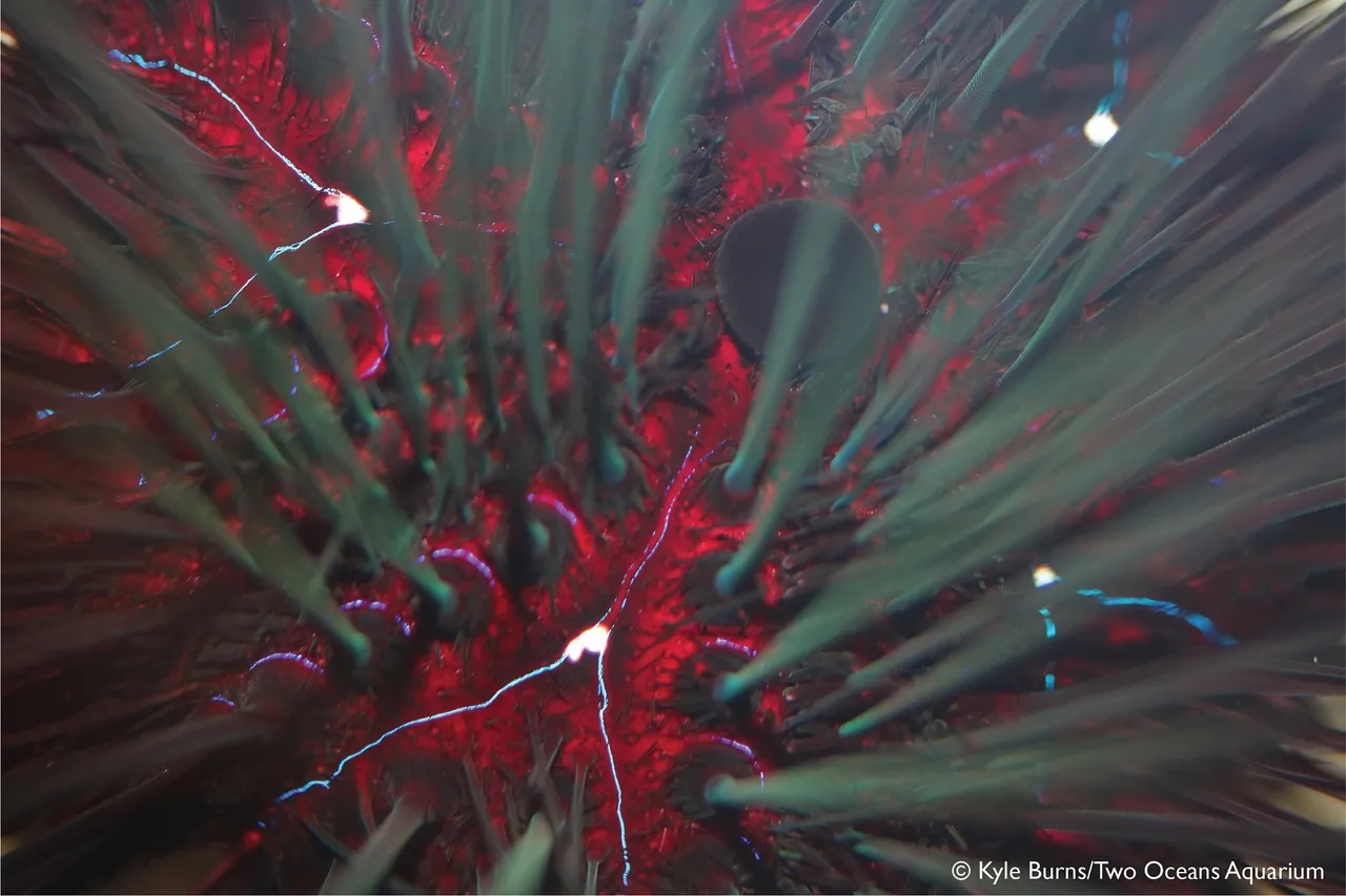 Closeup urchin kburns 3