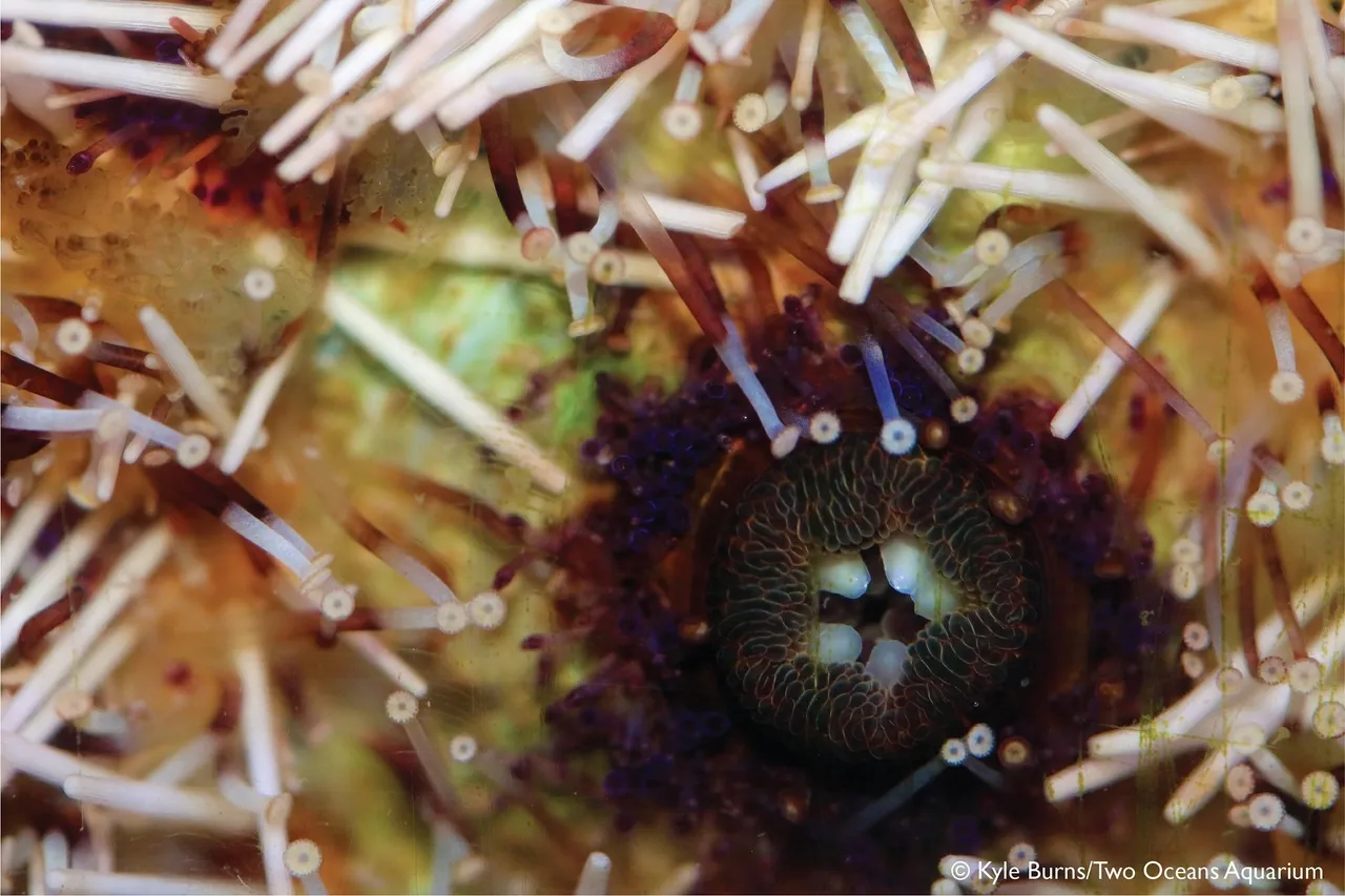 Closeup urchin kburns 9