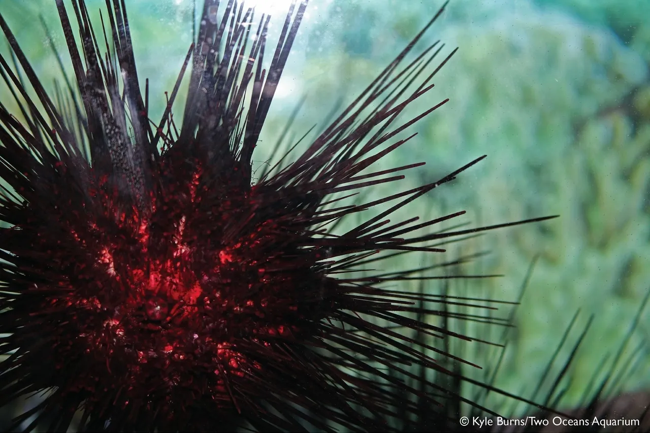 Closeup urchin kburns 4