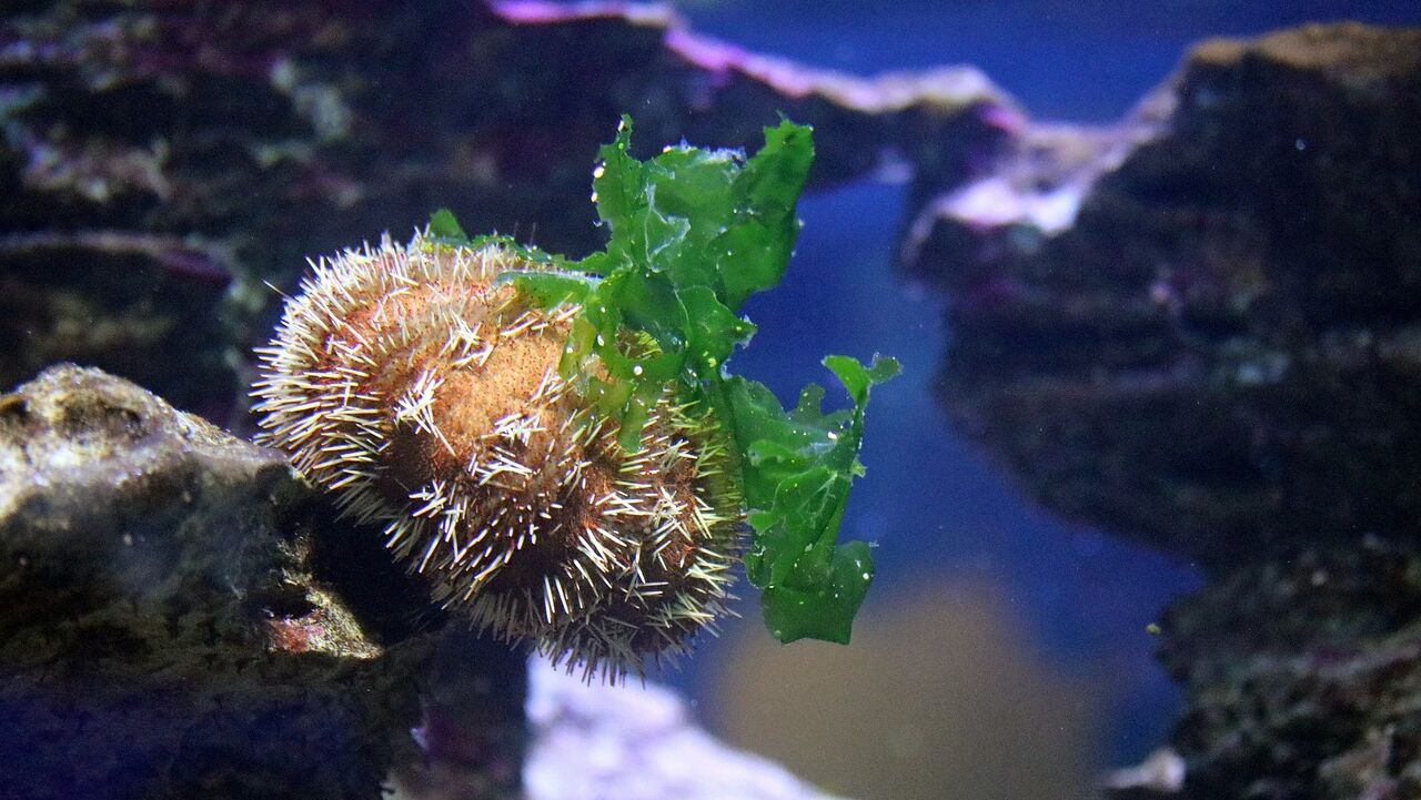 Short-spined urchin