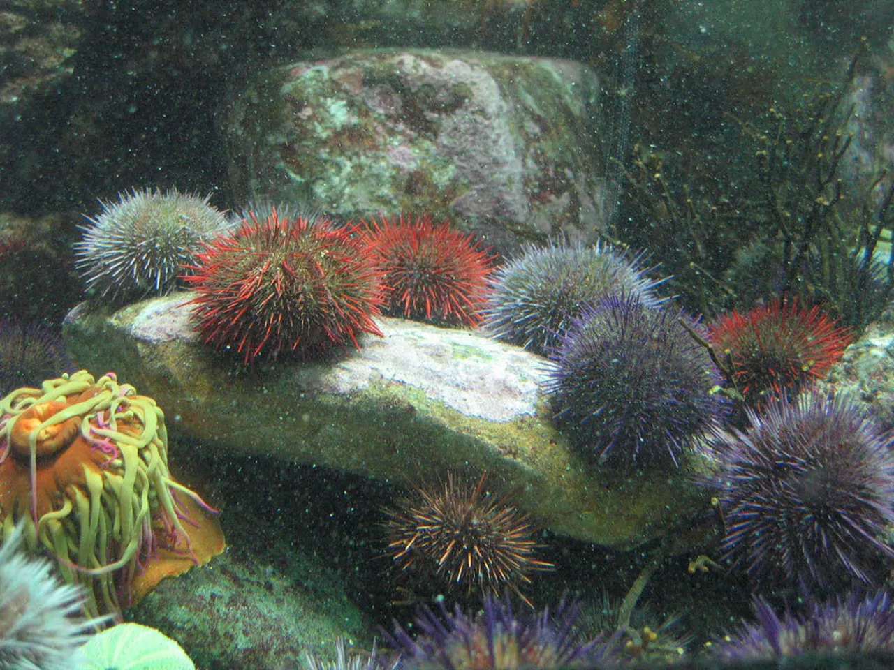 Cape sea urchin