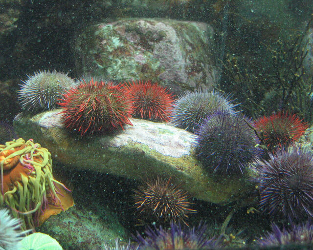 Cape sea urchin