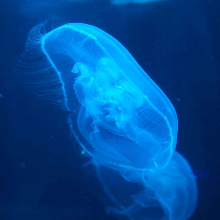 Two Oceans Aquarium Jellyfish