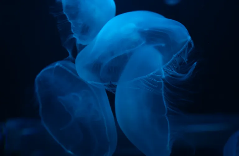 Jellyfish
