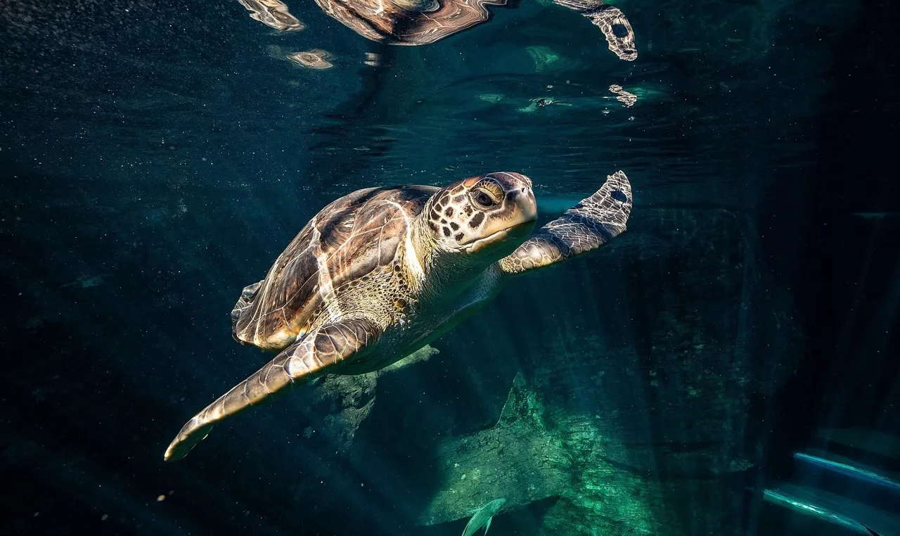 The ever-popular I&J Ocean Exhibit