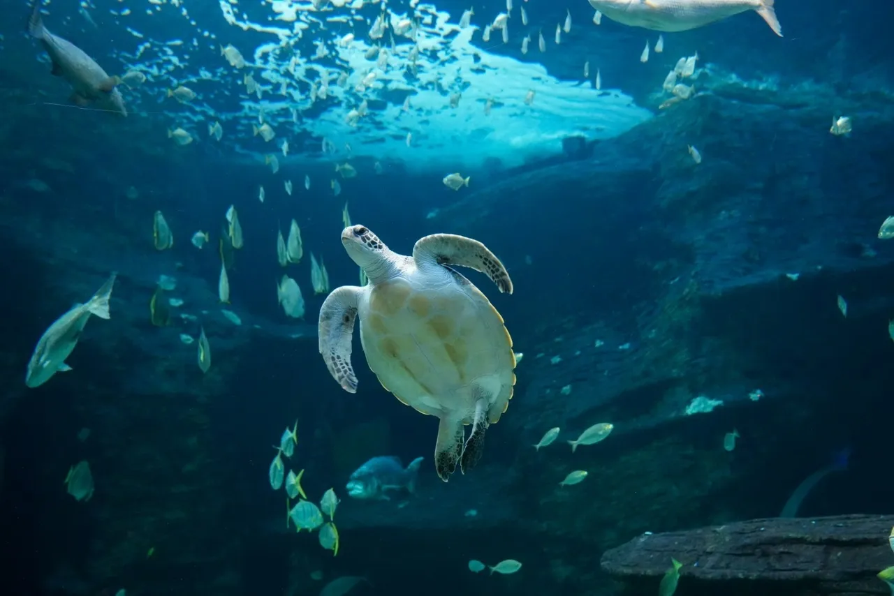 Meet Turbo the rescued green sea turtle