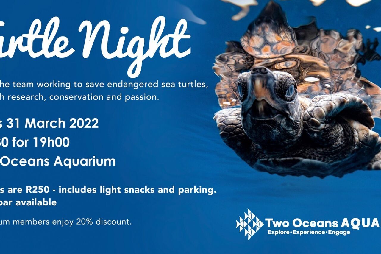 Turtle night large