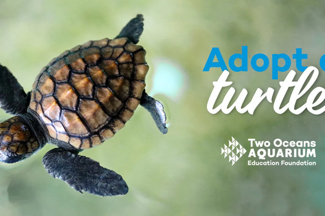 ADOPTATURTLE BLOGBANNER 2022 AQ 1